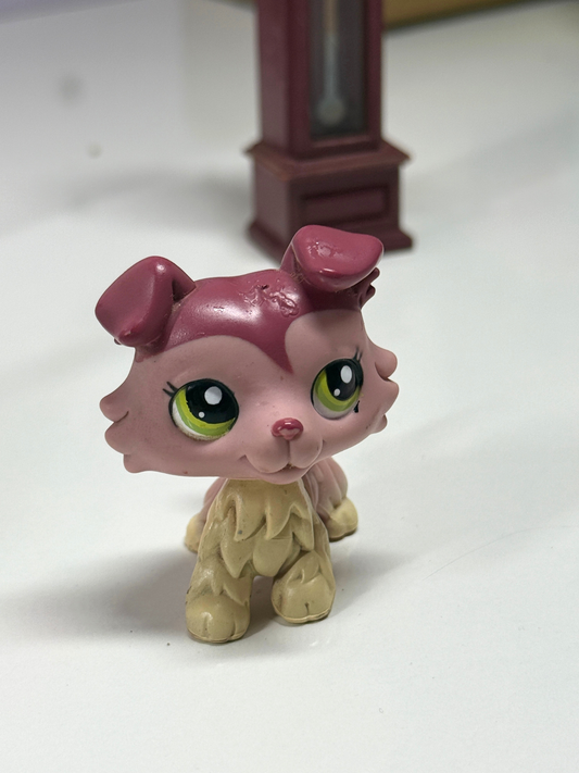 LPS Collie #1262 (TLC)
